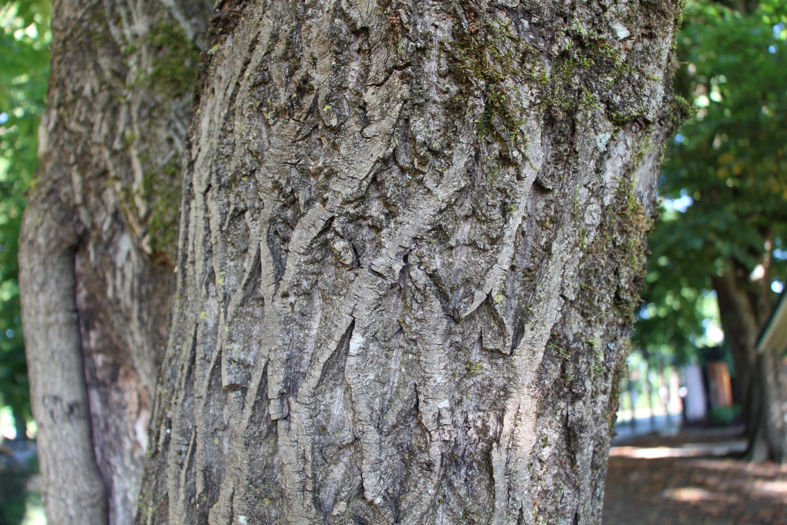 L-5-13_Juglans mandshurica var. sachalinensis_d