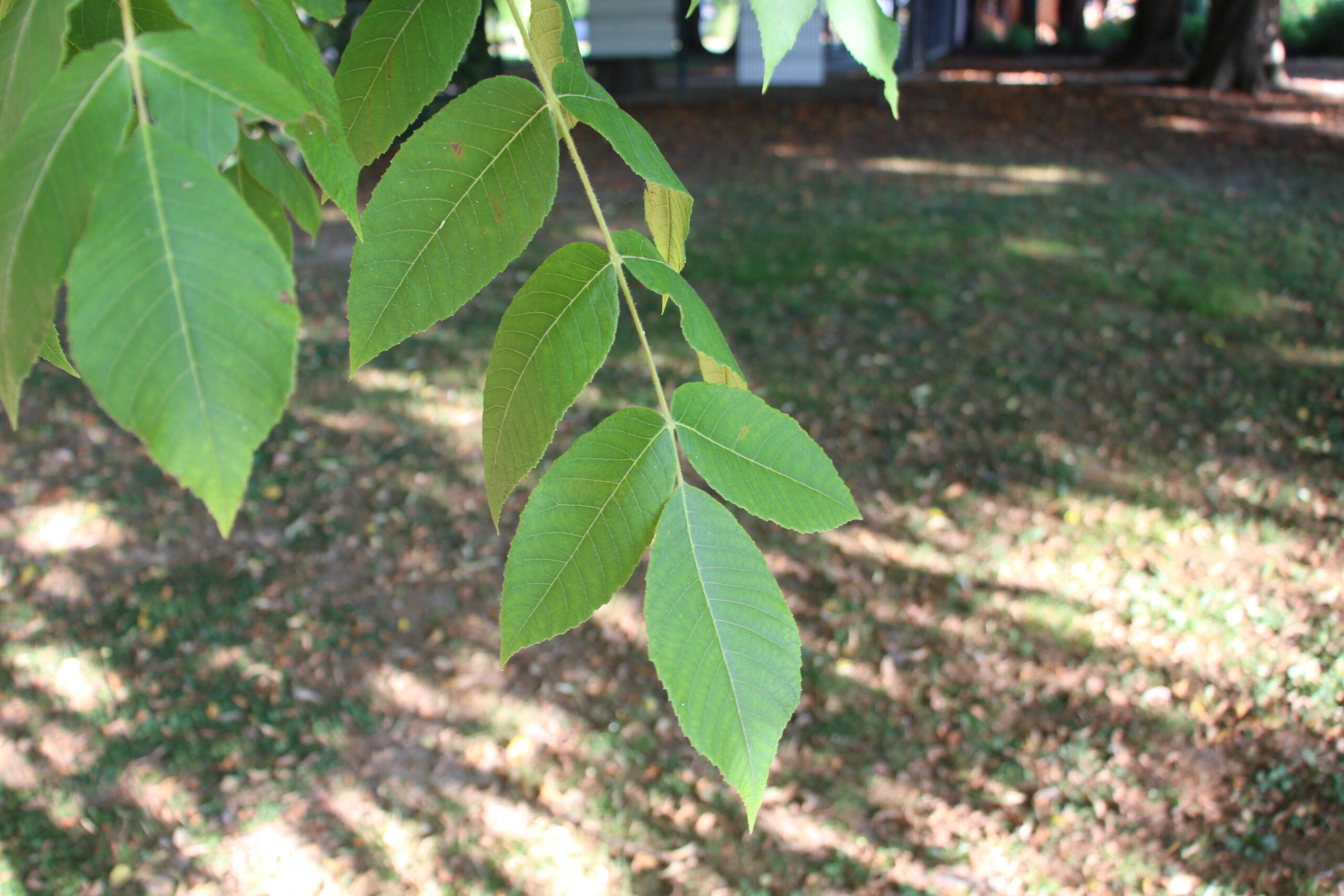 L-5-13_Juglans mandshurica var. sachalinensis_l