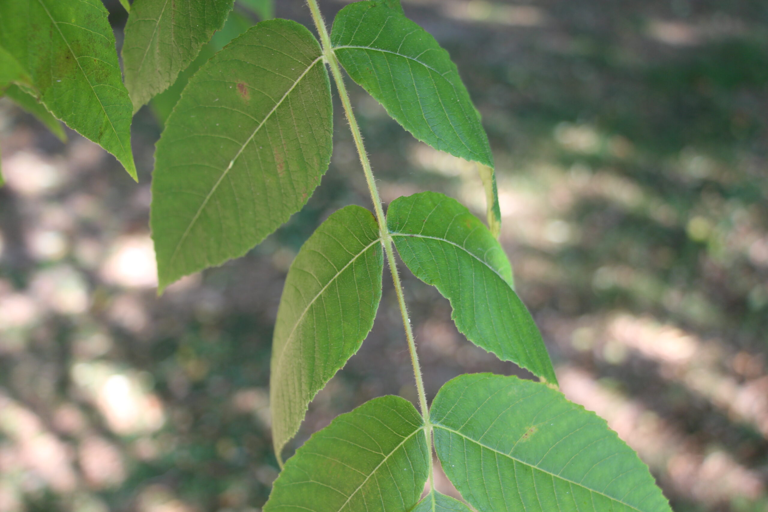 L-5-13_Juglans mandshurica var. sachalinensis_l2
