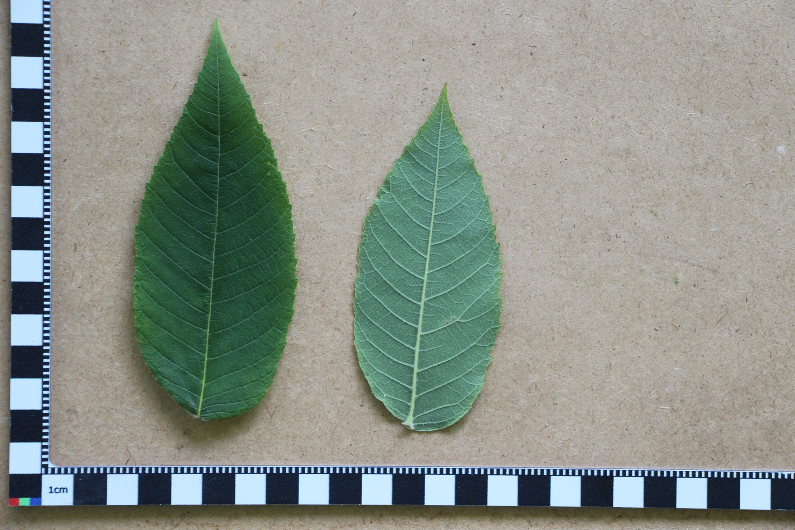 L-5-13_Juglans mandshurica var. sachalinensis_l5