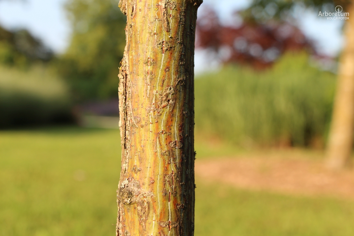 L-5-150_Acer rufinerve_d