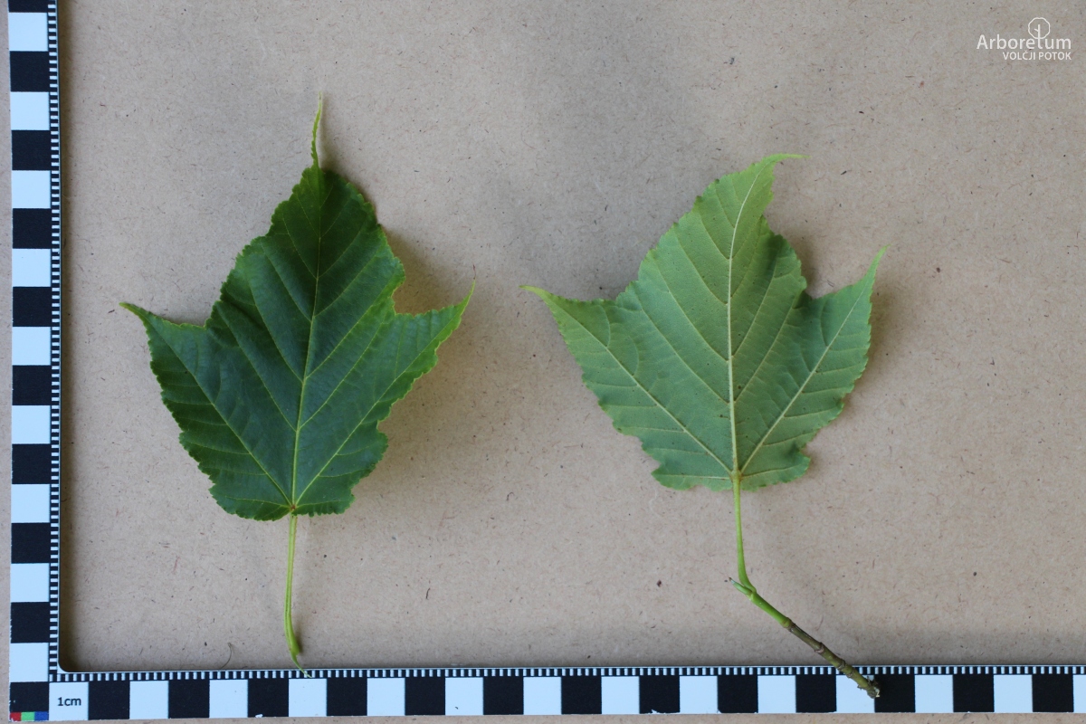 L-5-150_Acer rufinerve_l5