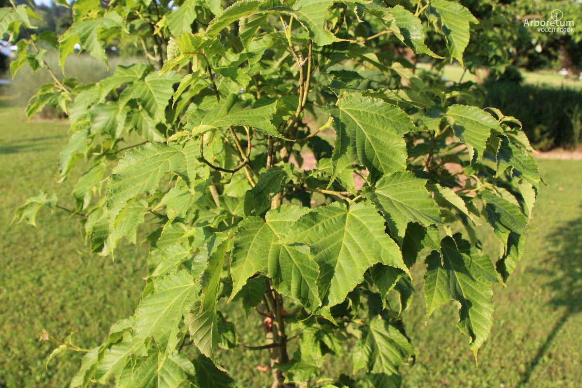 L-5-150_Acer rufinerve_v