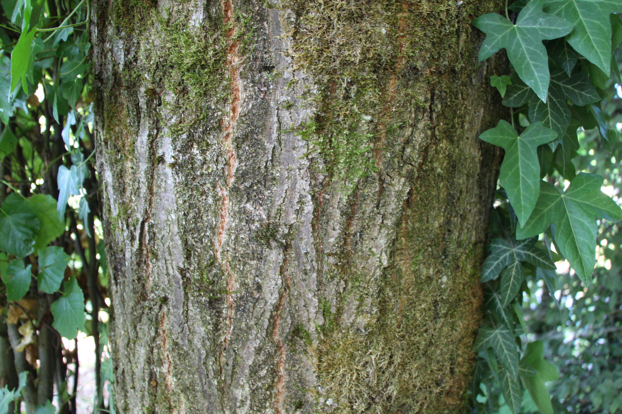 L-5-39_Tilia mongolica_d