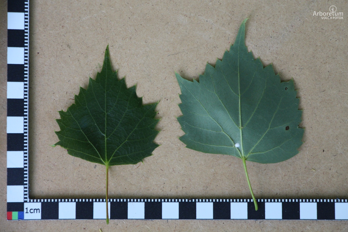 L-5-39_Tilia mongolica_l11_maj