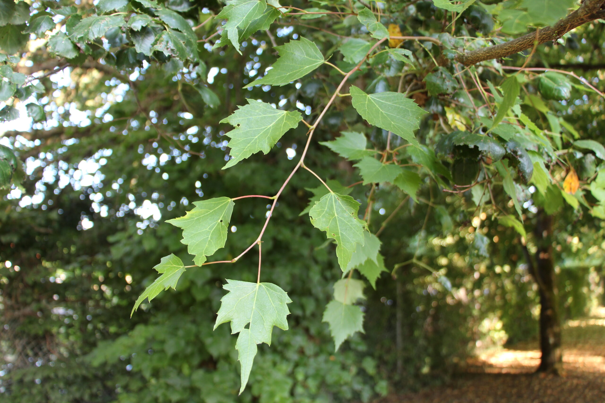 L-5-39_Tilia mongolica_v