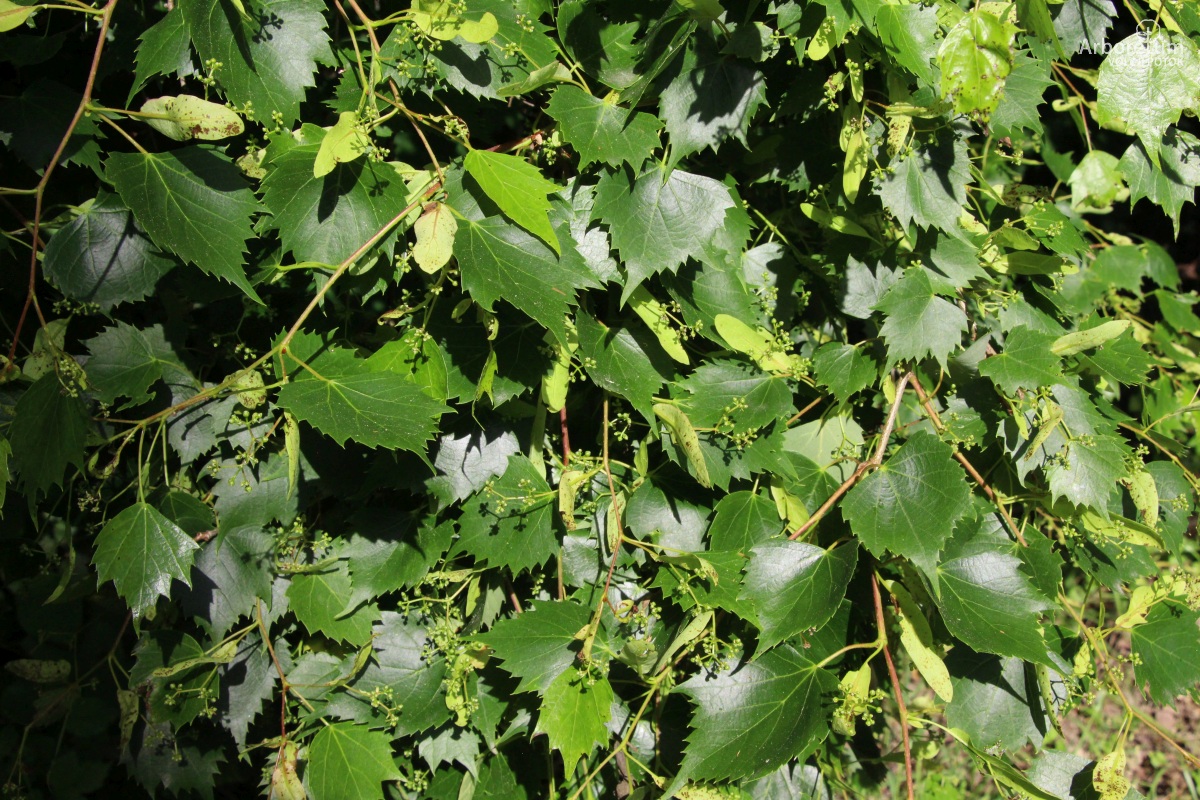 L-5-39_Tilia mongolica_v10_maj