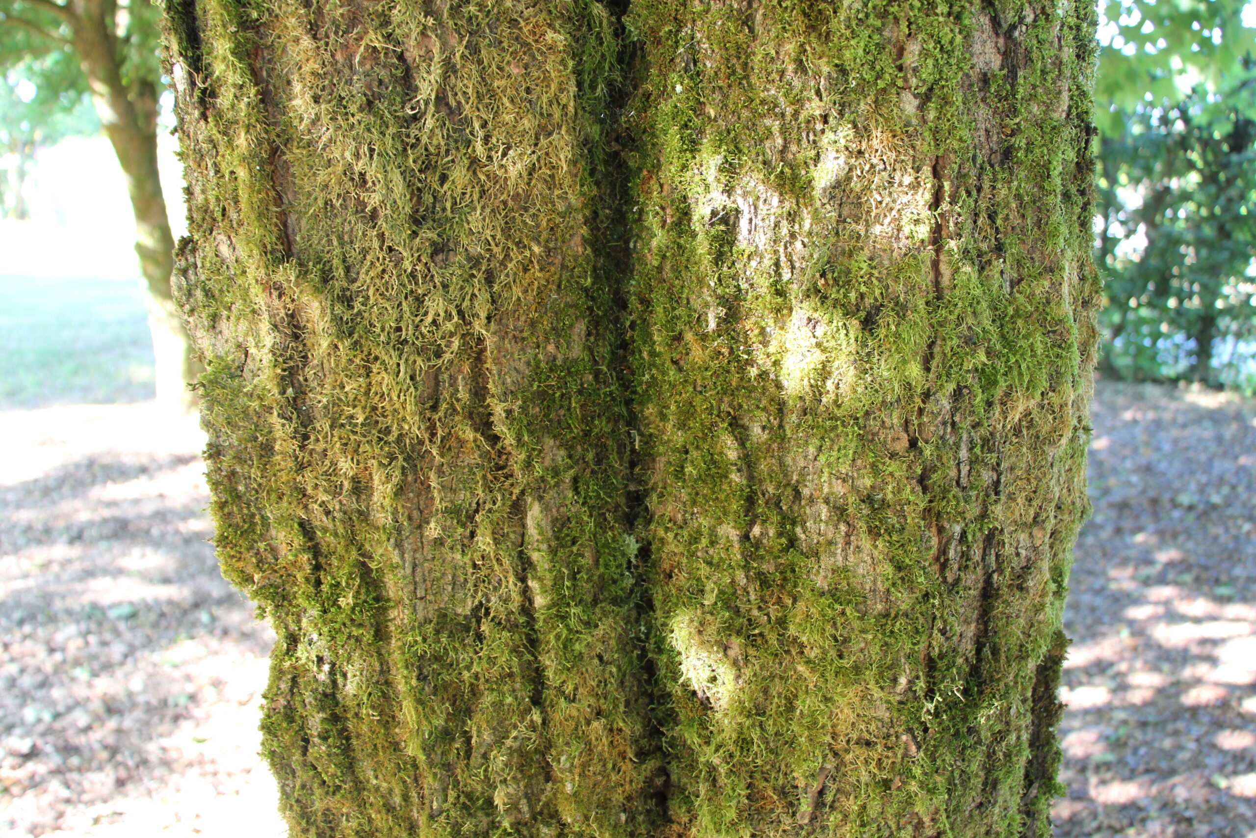 L-5-43_Acer saccharum_d