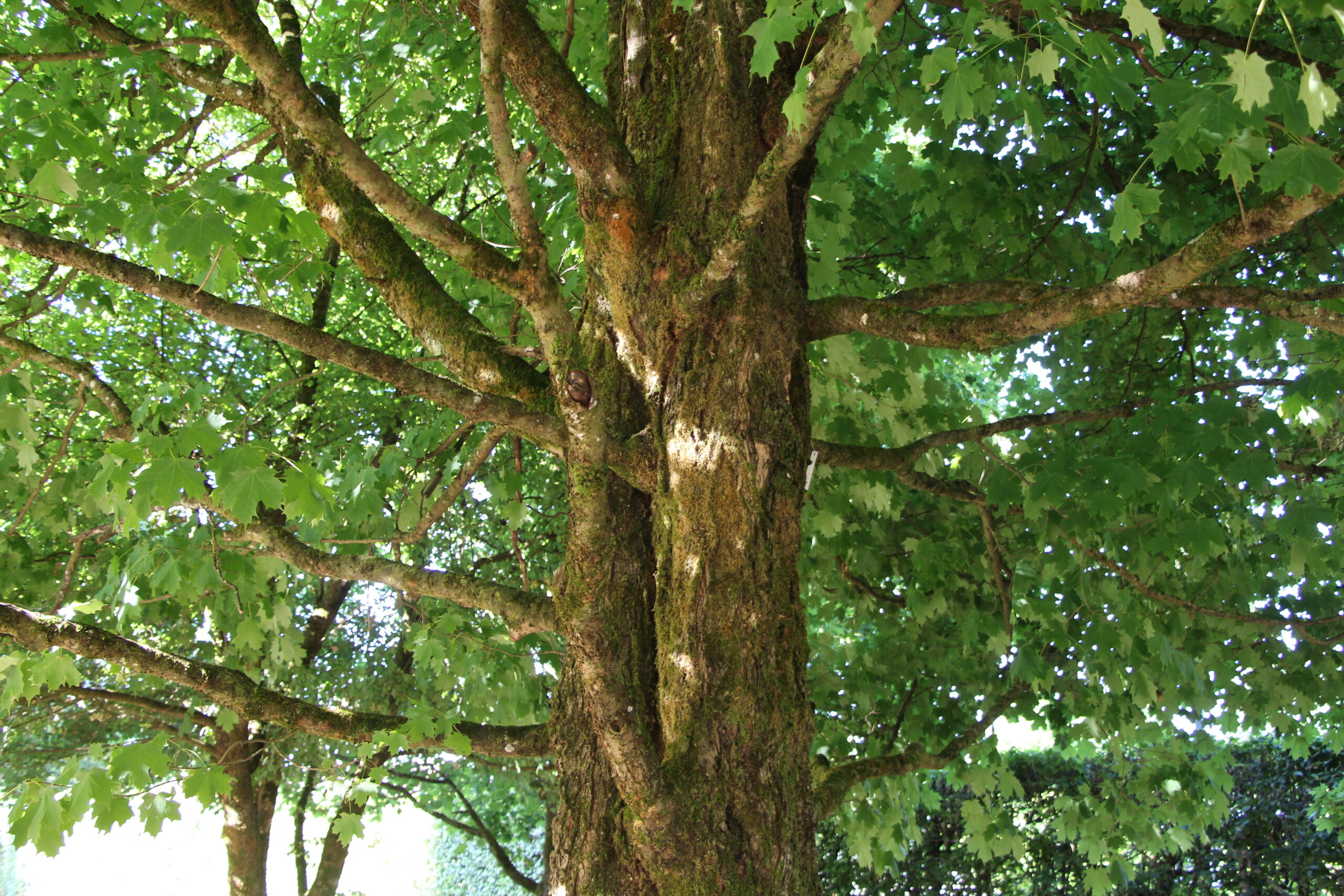 L-5-43_Acer saccharum_d2