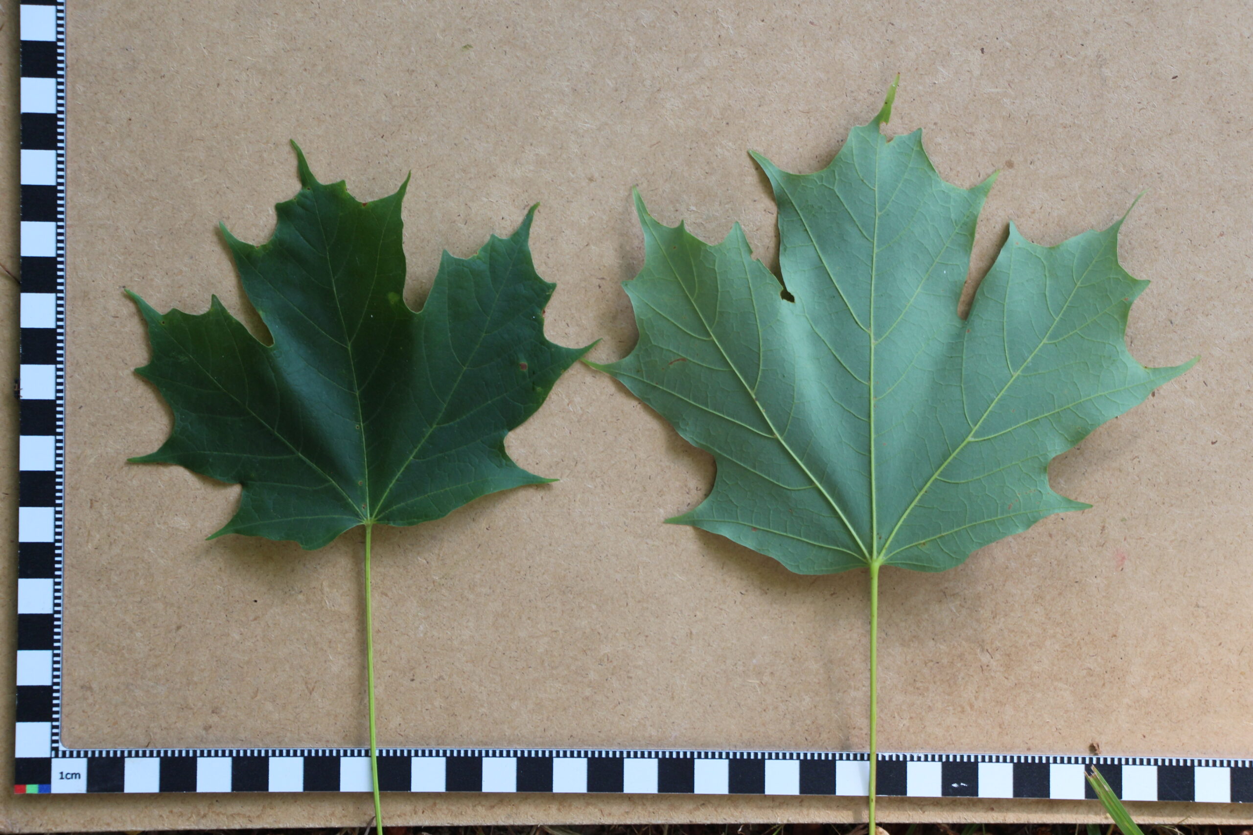 L-5-43_Acer saccharum_l5