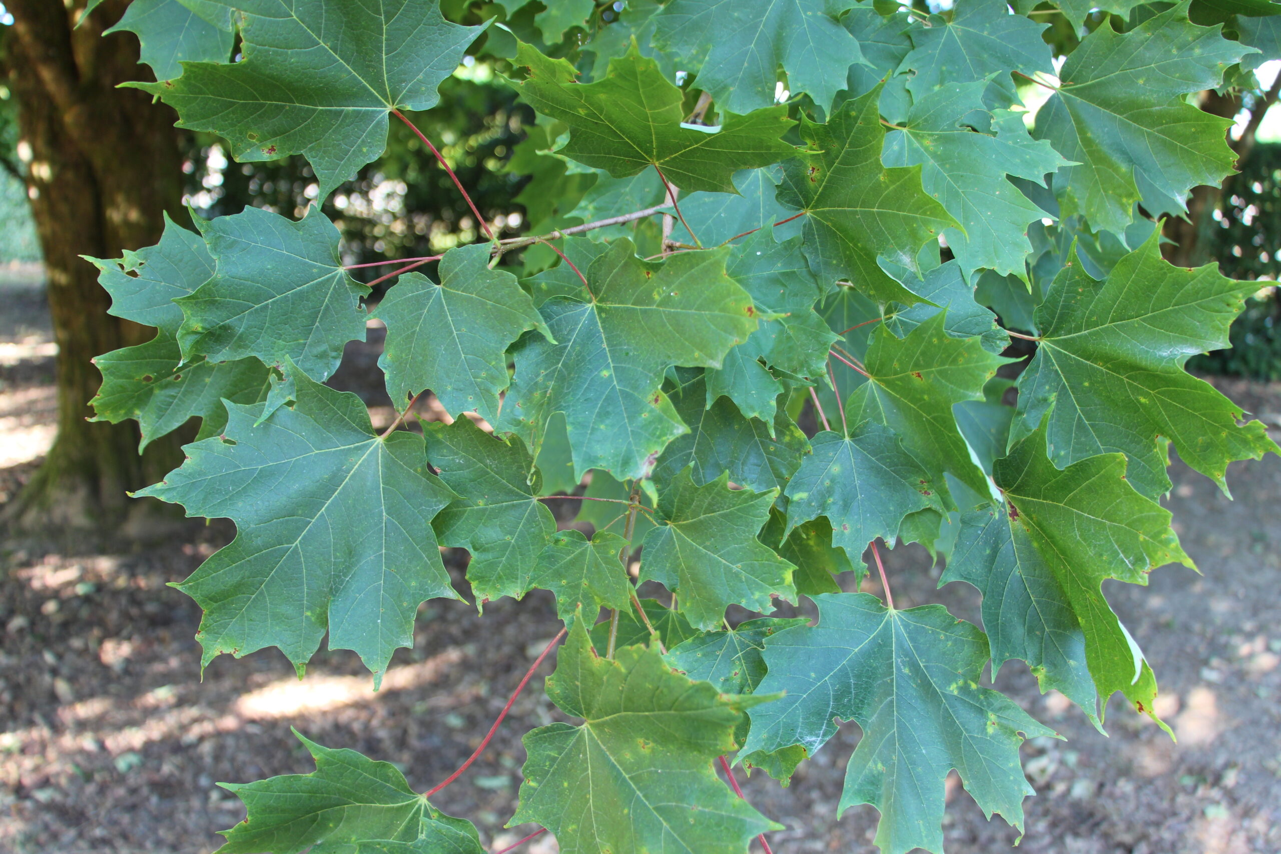 L-5-43_Acer saccharum_v