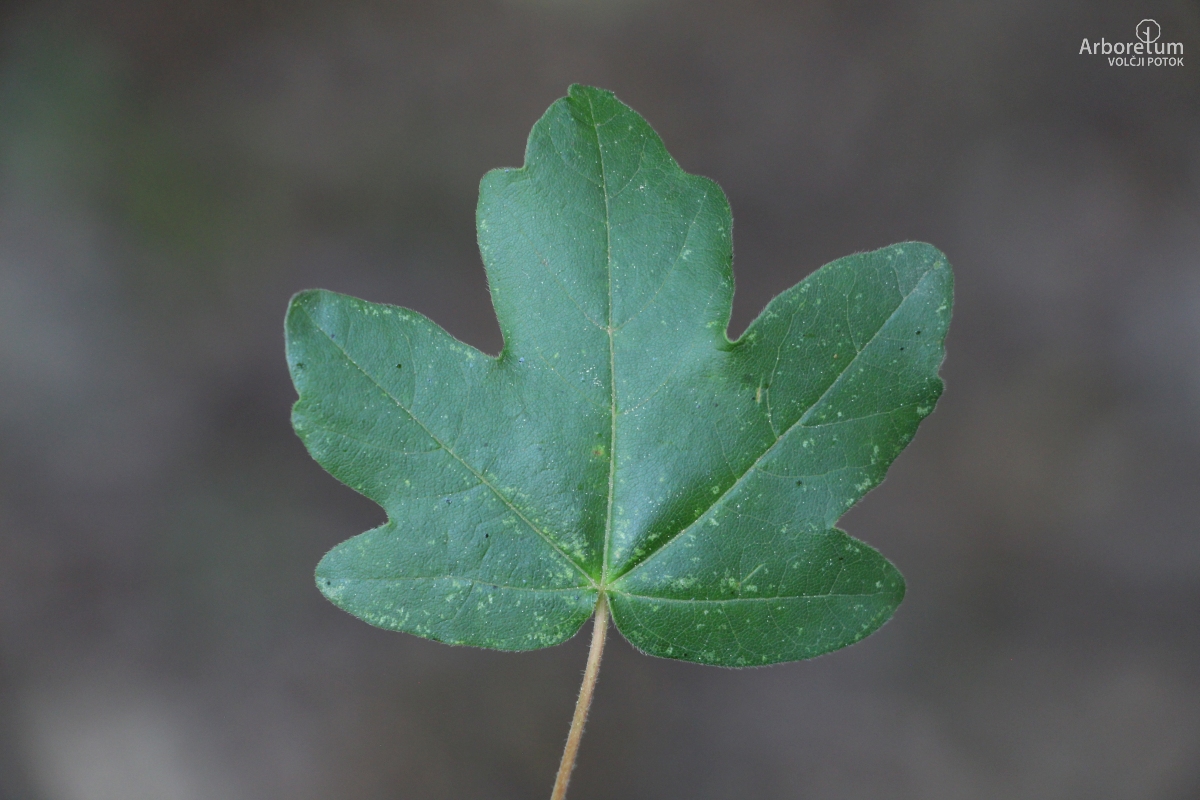 L-5-44_Acer campestre ‘Red Shine’_l14_maj