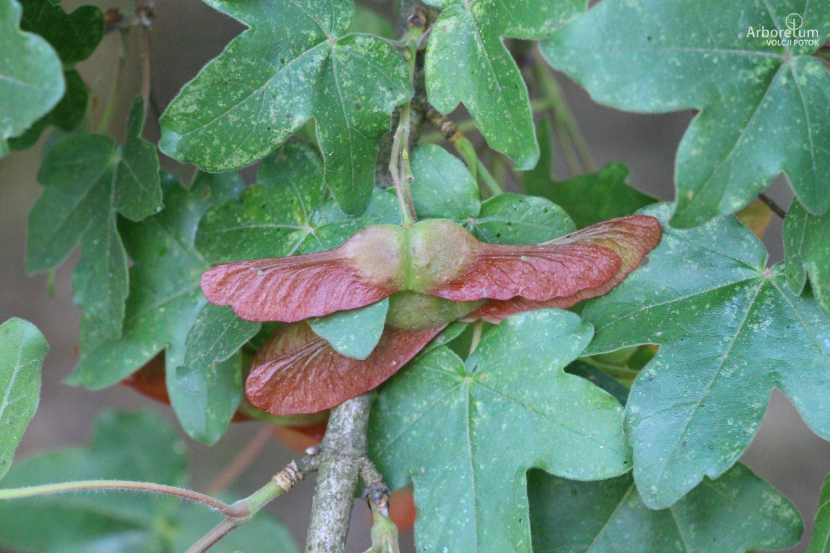 L-5-44_Acer campestre ‘Red Shine’_p10_maj