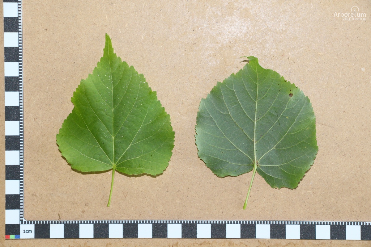 L-5-75_Tilia cordata ‘Marler Globe’_l5