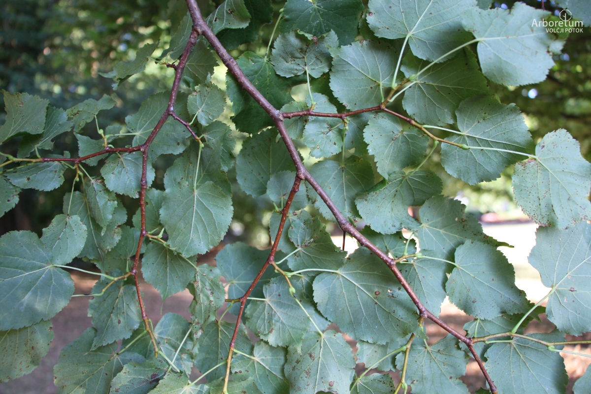 L-5-75_Tilia cordata ‘Marler Globe’_v