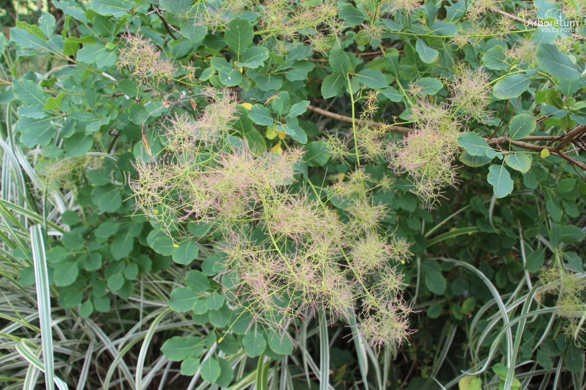 L-7-106_Cotinus obovatus_c