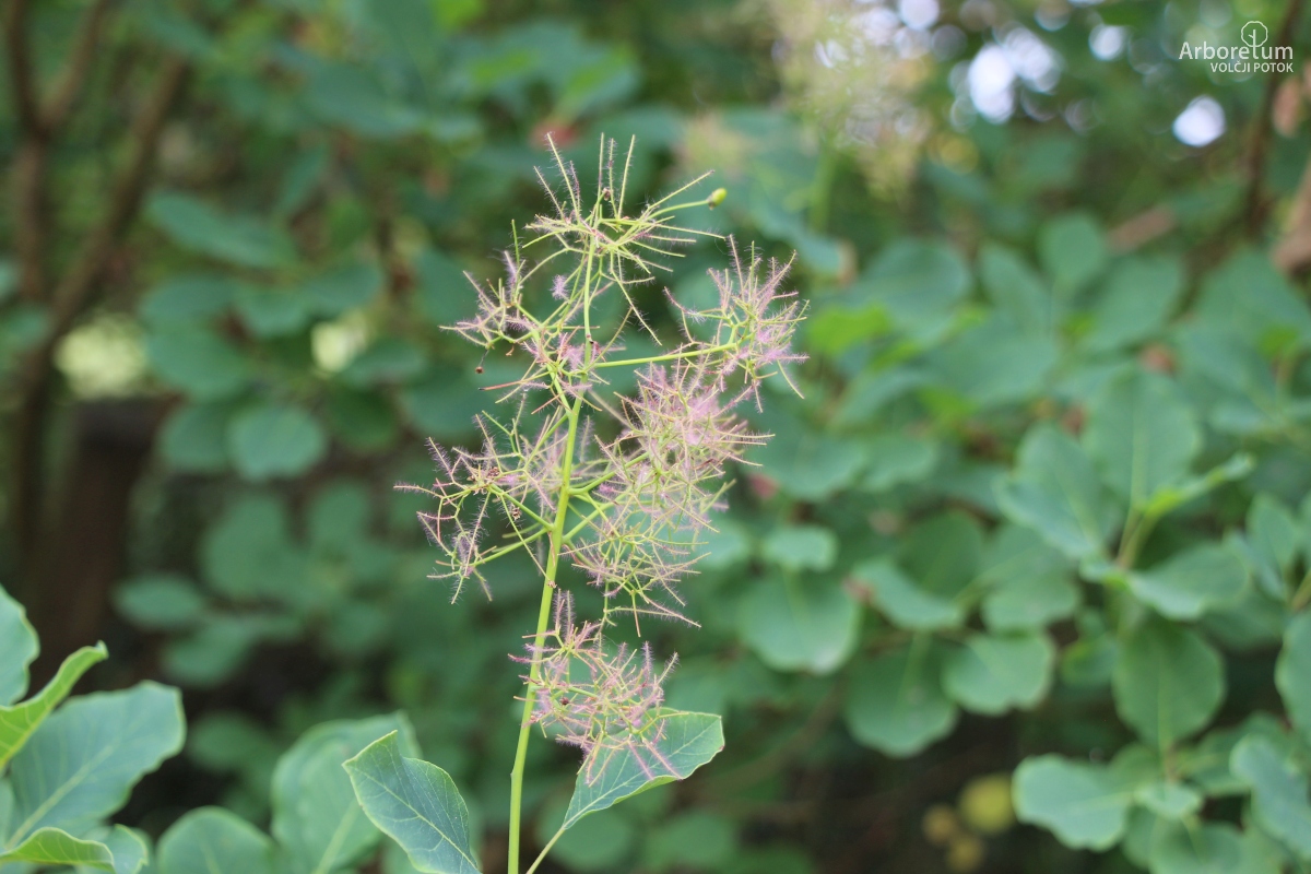 L-7-106_Cotinus obovatus_c2