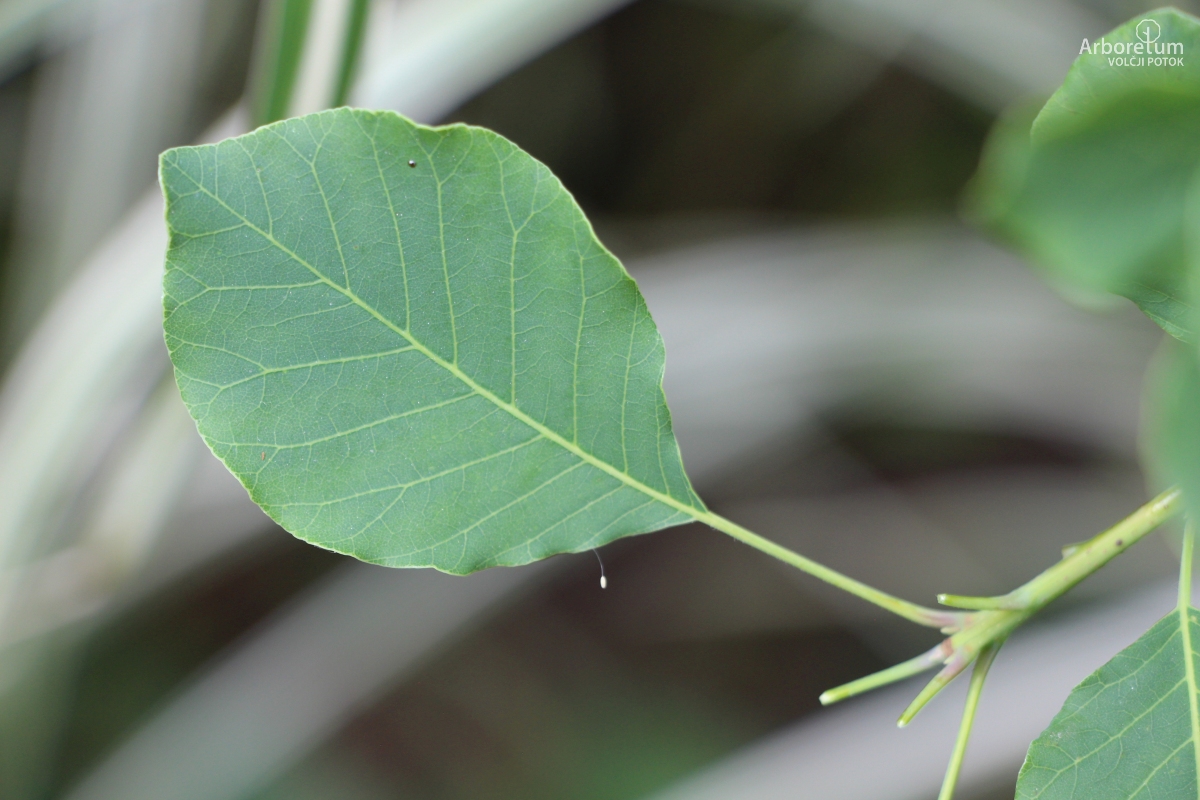 L-7-106_Cotinus obovatus_l
