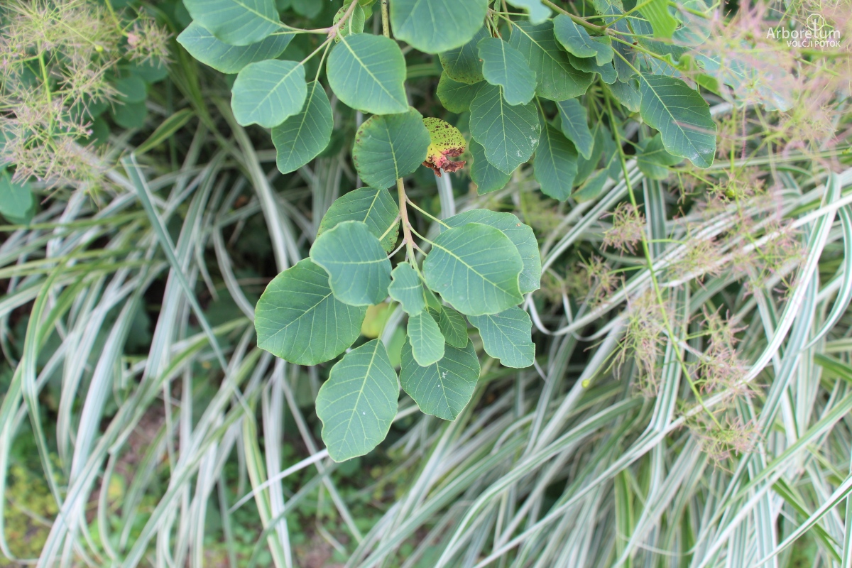 L-7-106_Cotinus obovatus_v