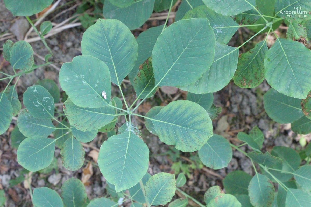 L-7-106_Cotinus obovatus_v2
