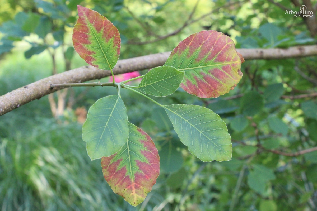 L-7-106_Cotinus obovatus_v3