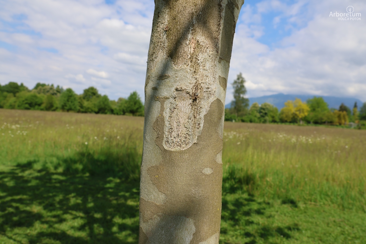 L-7-131_Platanus × hispanica ‘El Gordo’_d