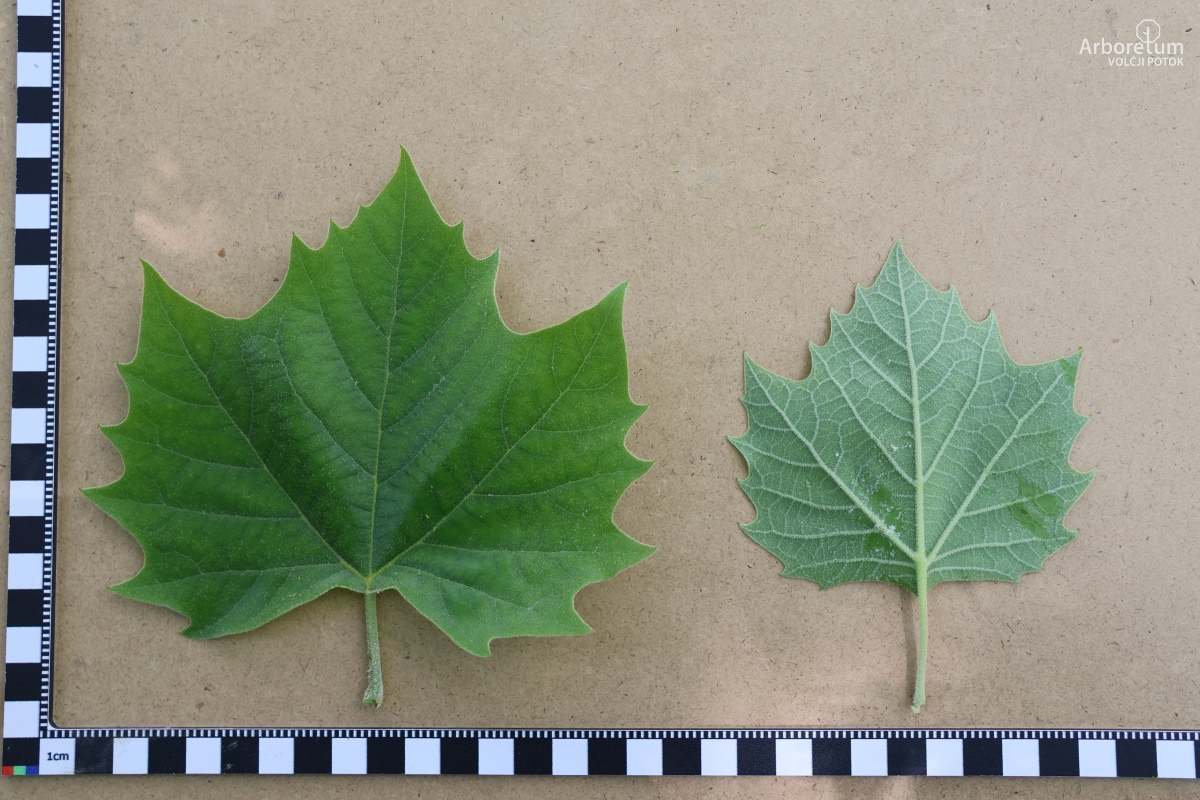 L-7-131_Platanus × hispanica ‘El Gordo’_l5