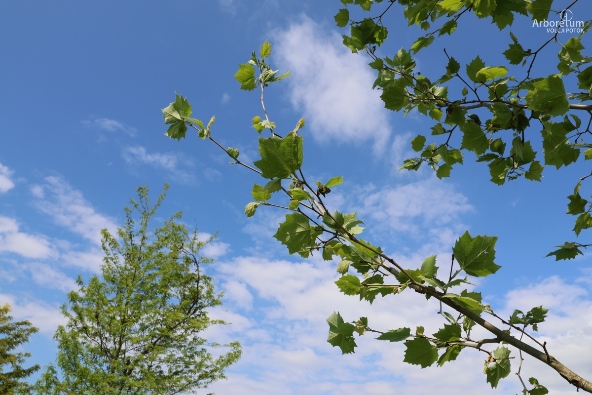 L-7-131_Platanus × hispanica ‘El Gordo’_v