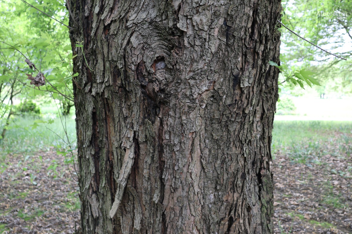 L-7-21_Acer saccharinum_d