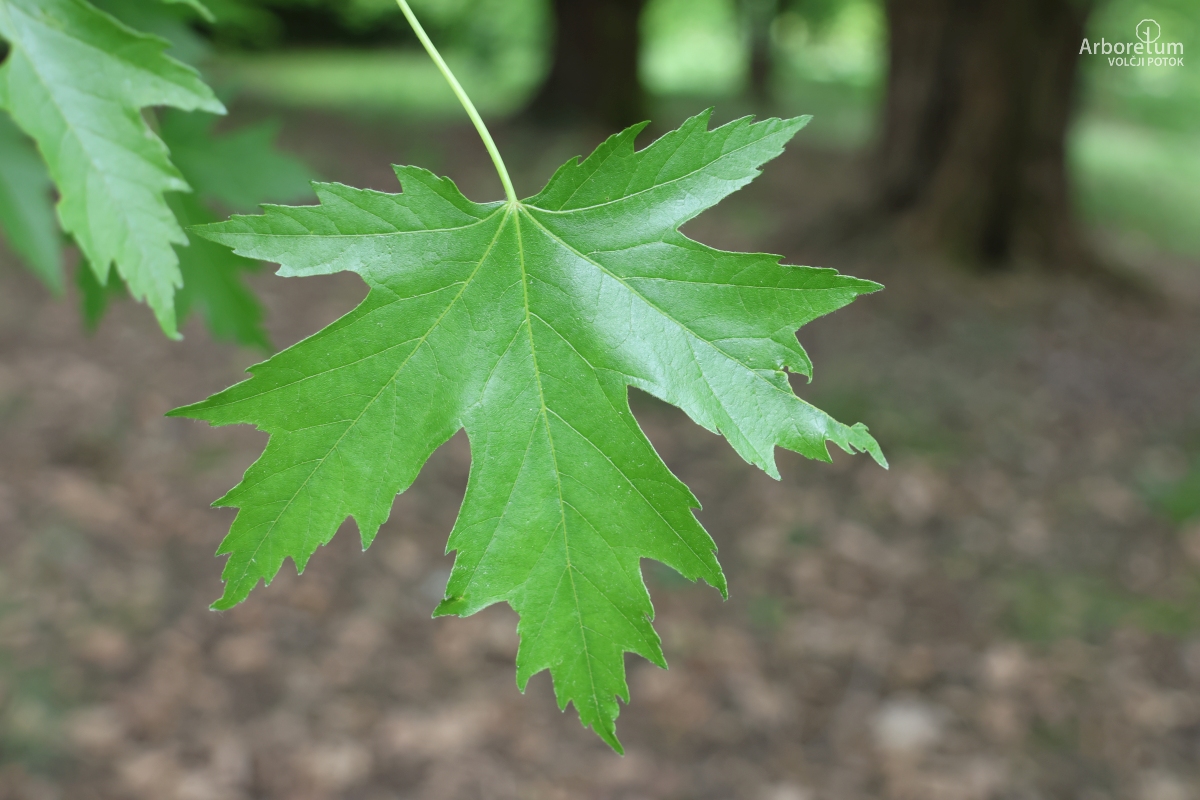 L-7-21_Acer saccharinum_l