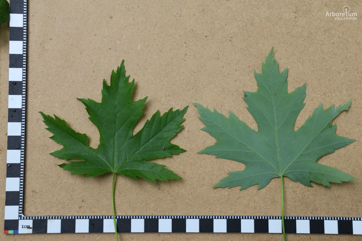 L-7-21_Acer saccharinum_l5
