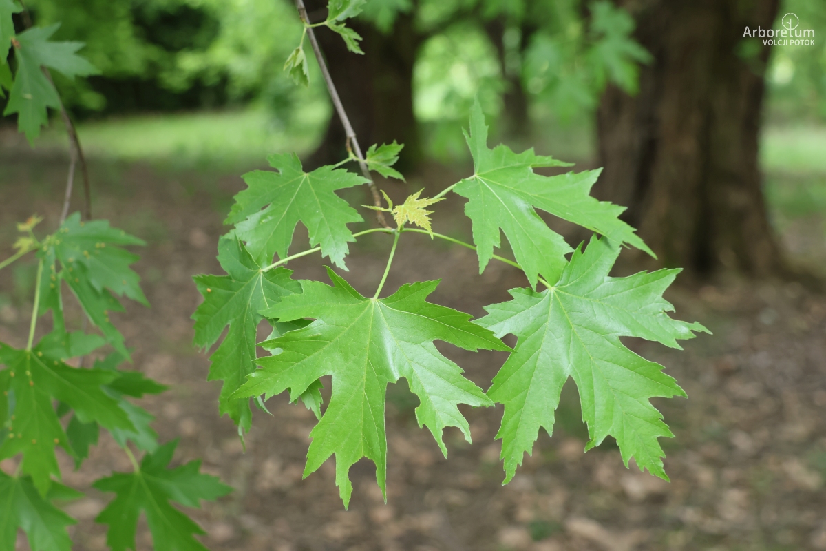 L-7-21_Acer saccharinum_v