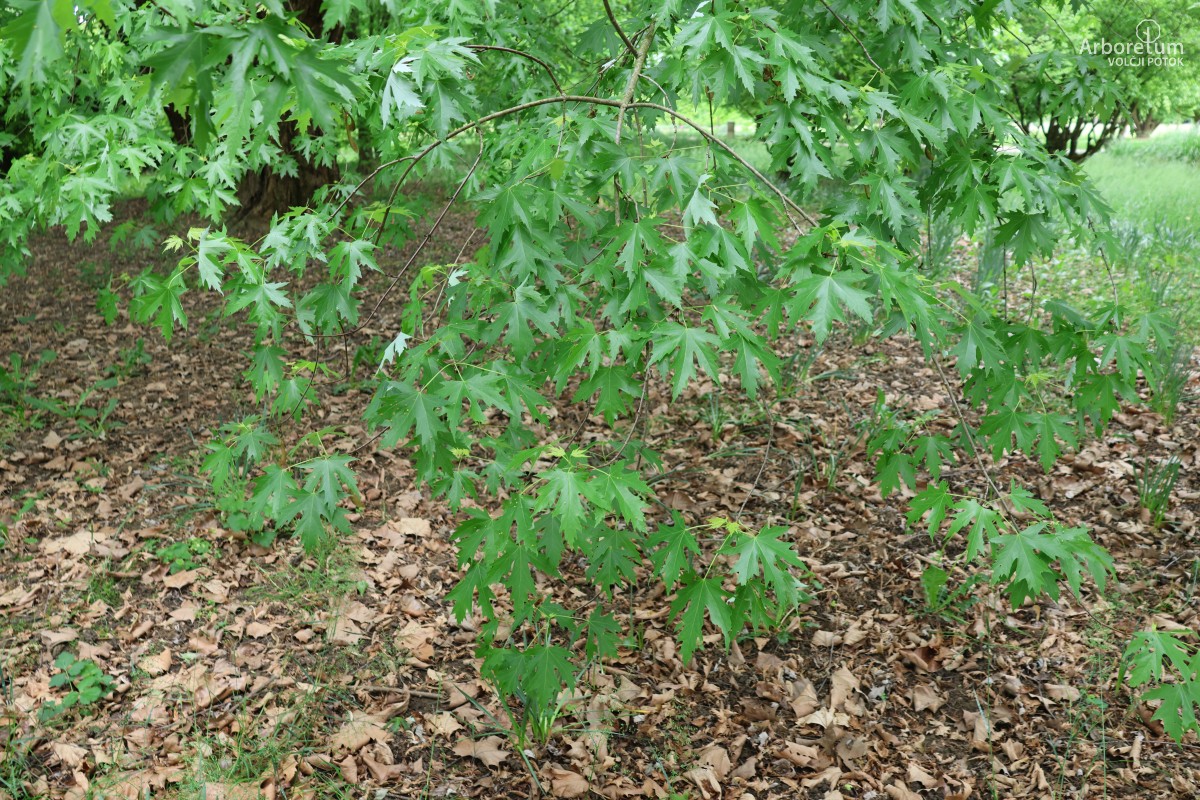 L-7-21_Acer saccharinum_v2