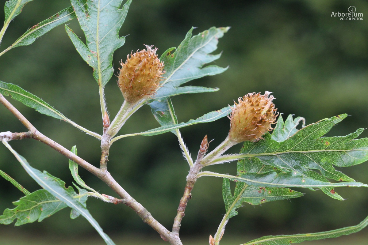 L-7-27_Fagus sylvatica ‘Asplenifolia’_p10
