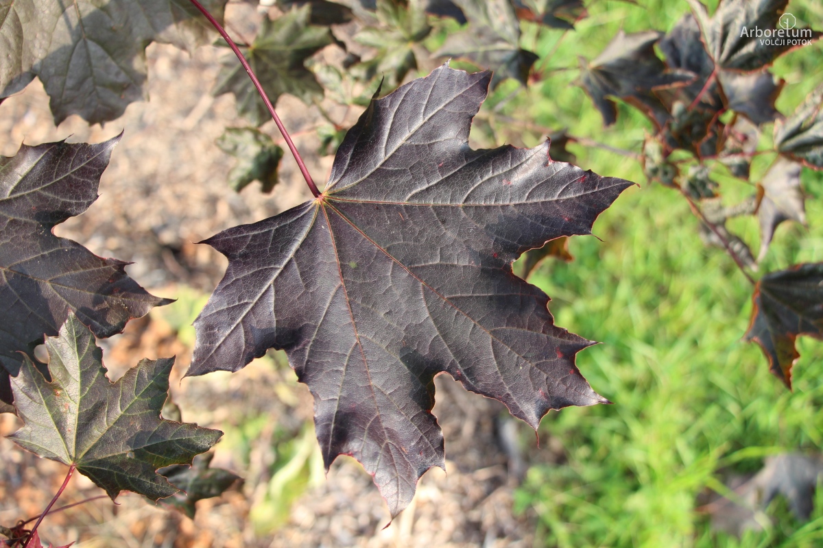 L-7-73_Acer platanoides ‘Faassen’s Black’_l4