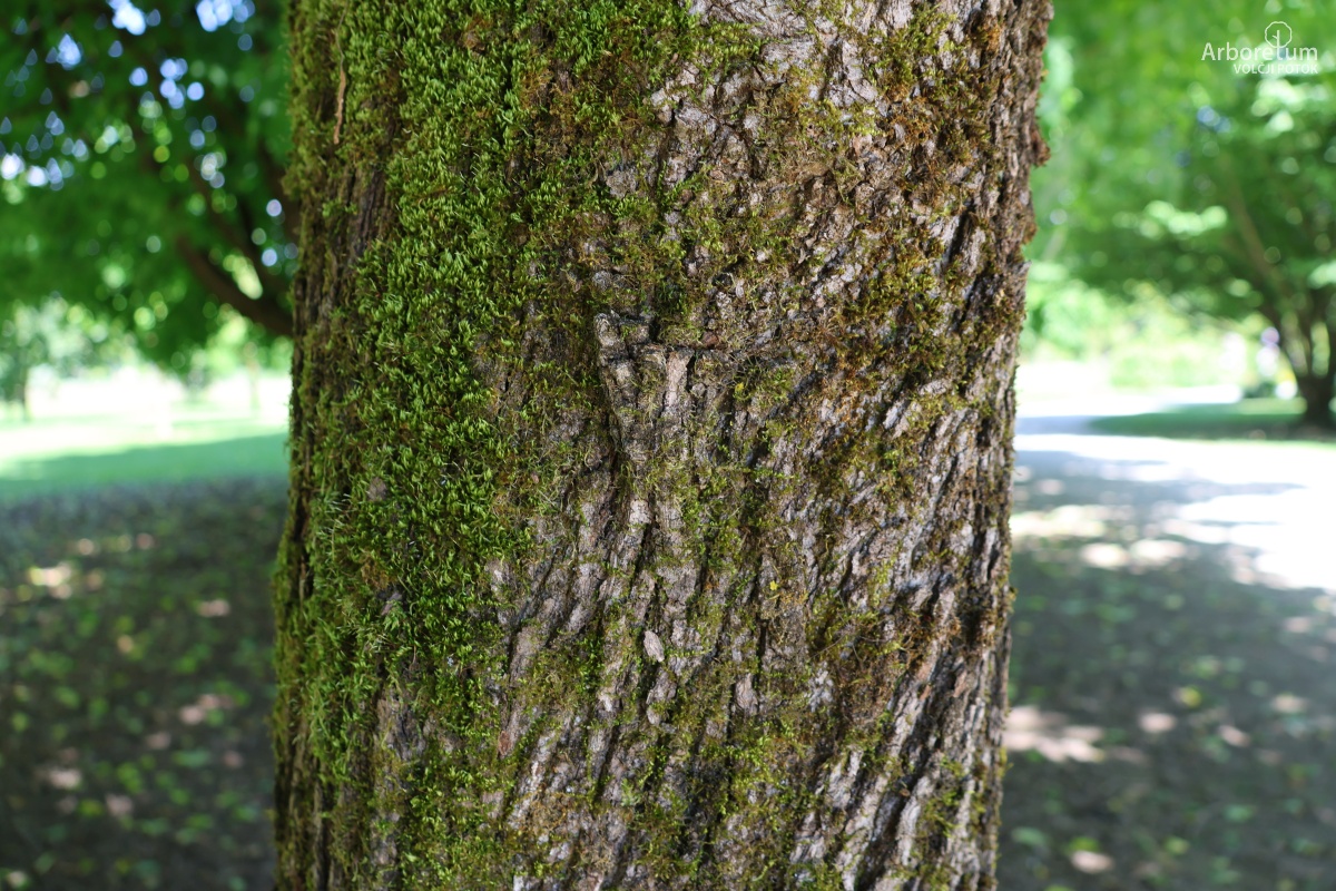 L-7-7_Acer platanoides ‘Schwedleri’_d