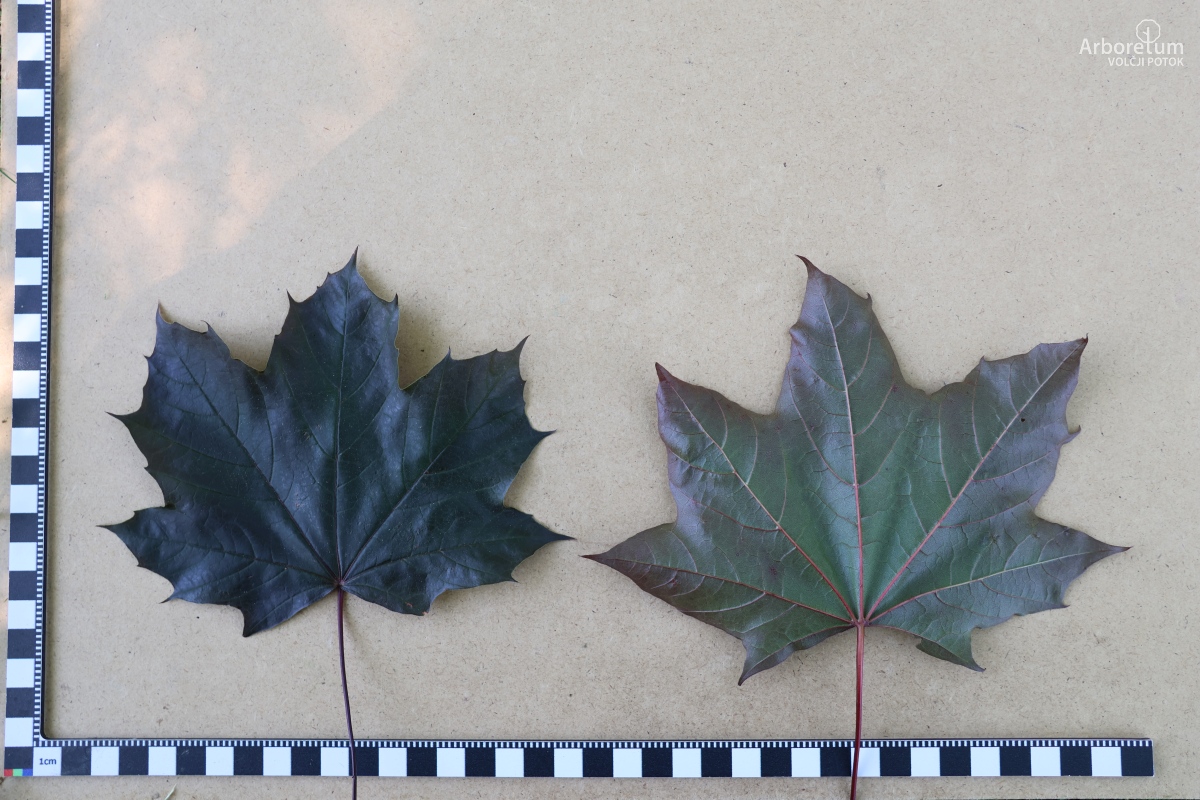 L-7-7_Acer platanoides ‘Schwedleri’_l5