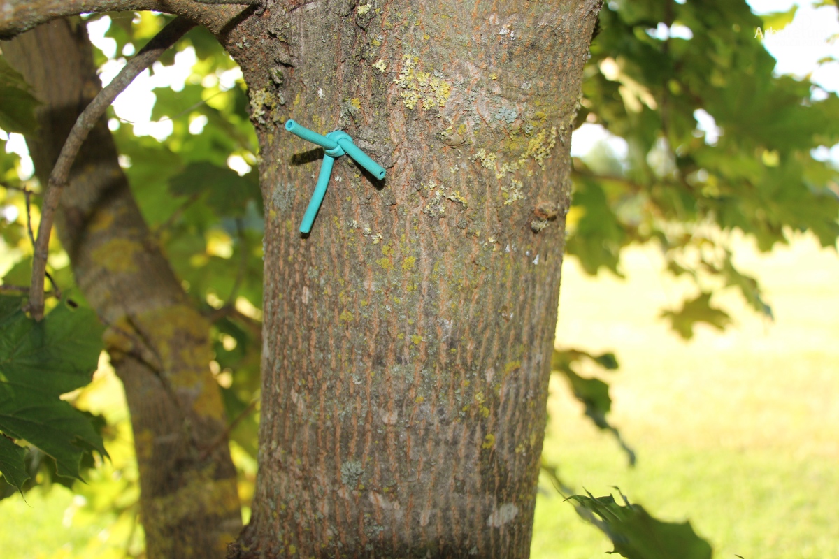 L-7-90_Acer platanoides ‘Deborah’_d