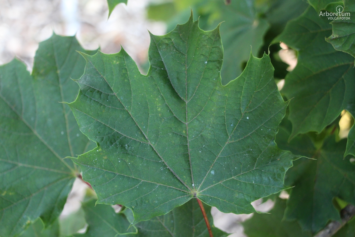 L-7-90_Acer platanoides ‘Deborah’_l