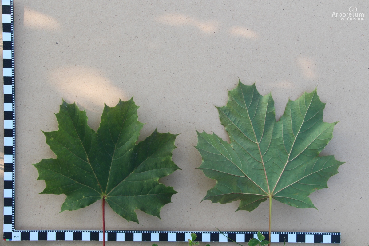 L-7-90_Acer platanoides ‘Deborah’_l5