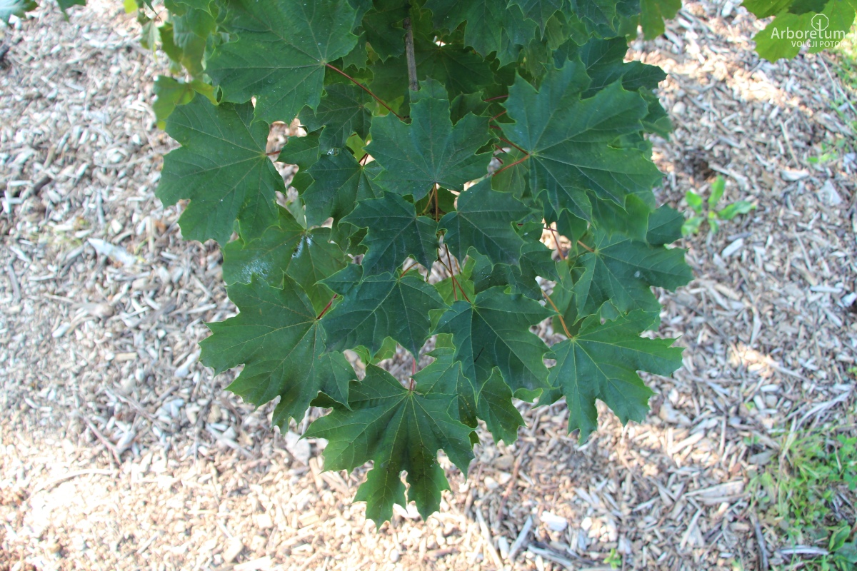 L-7-90_Acer platanoides ‘Deborah’_v