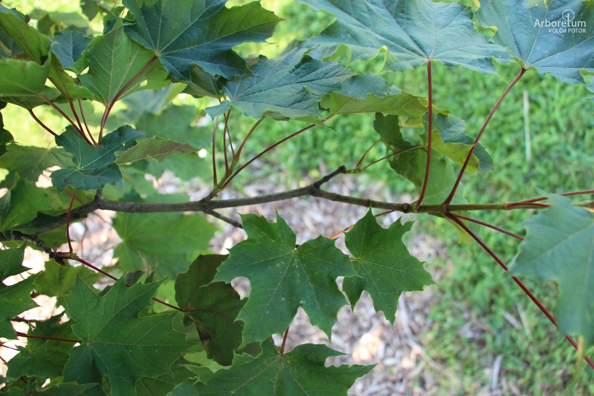 L-7-90_Acer platanoides ‘Deborah’_v2