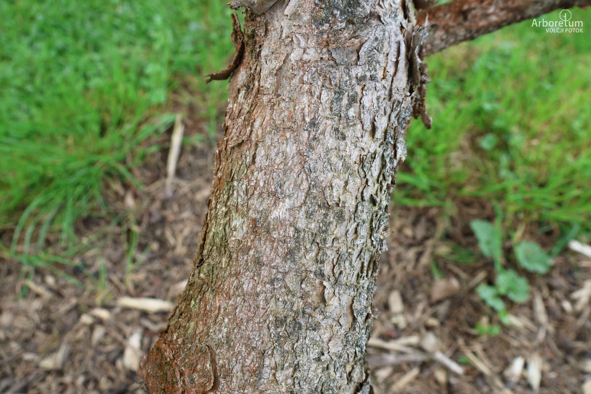 L-8-117_Pinus banksiana_d
