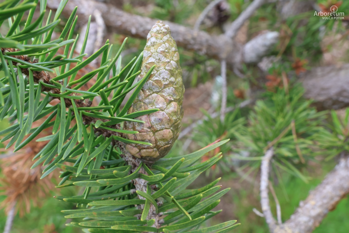 L-8-117_Pinus banksiana_p