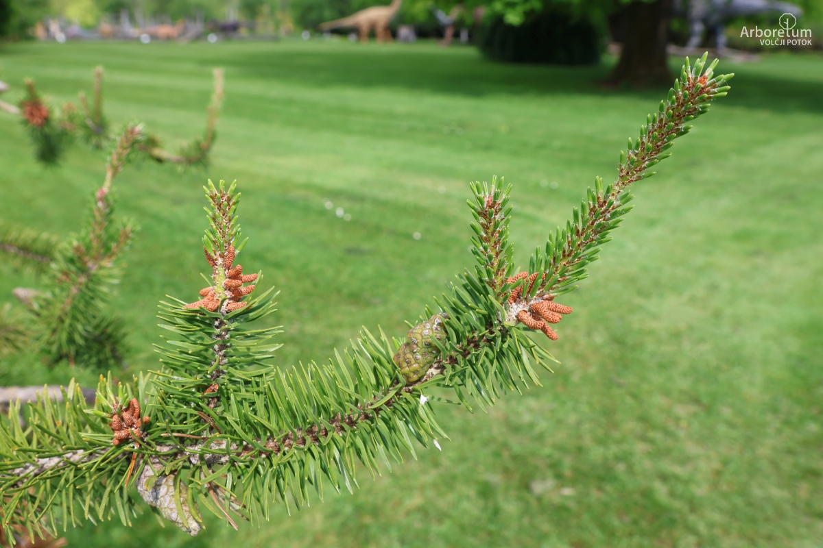 L-8-117_Pinus banksiana_v