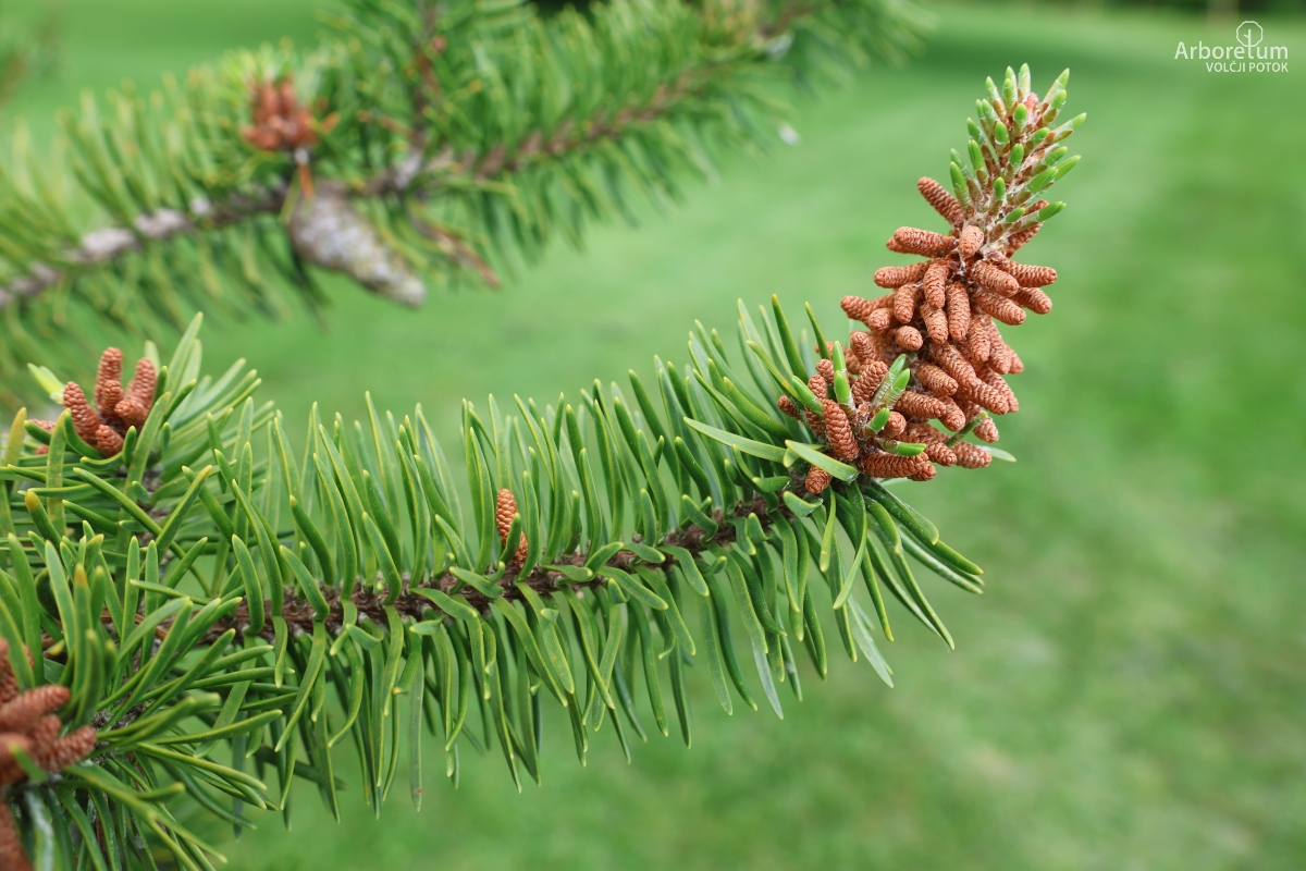 L-8-117_Pinus banksiana_v2