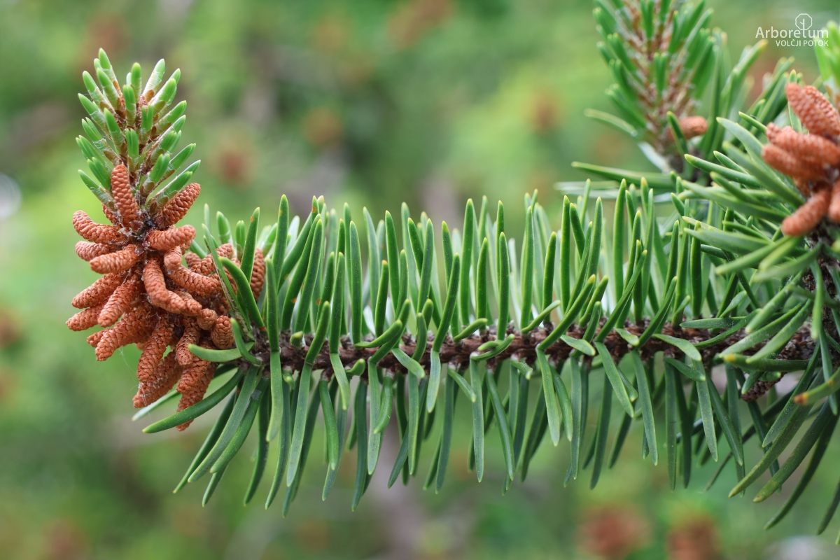 L-8-117_Pinus banksiana_v4
