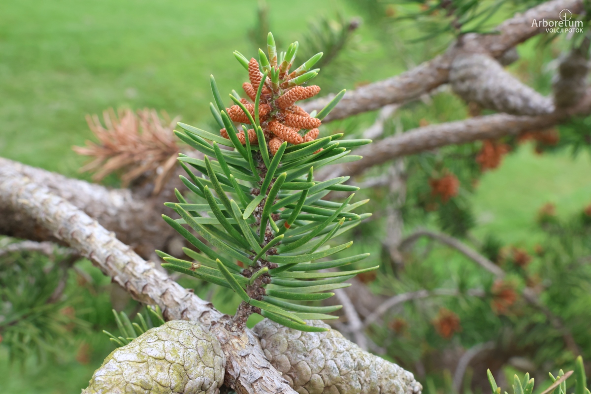 L-8-117_Pinus banksiana_v5