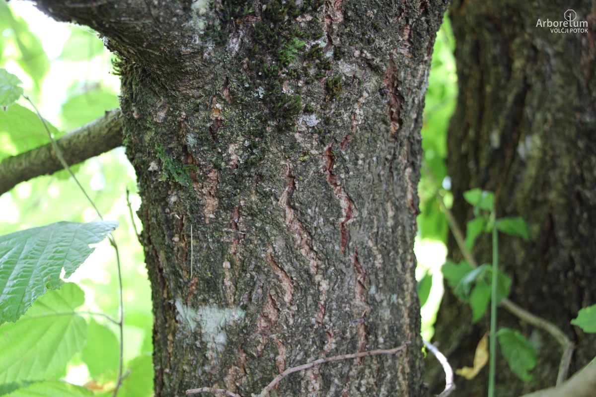 L-8-64_Alnus japonica_d