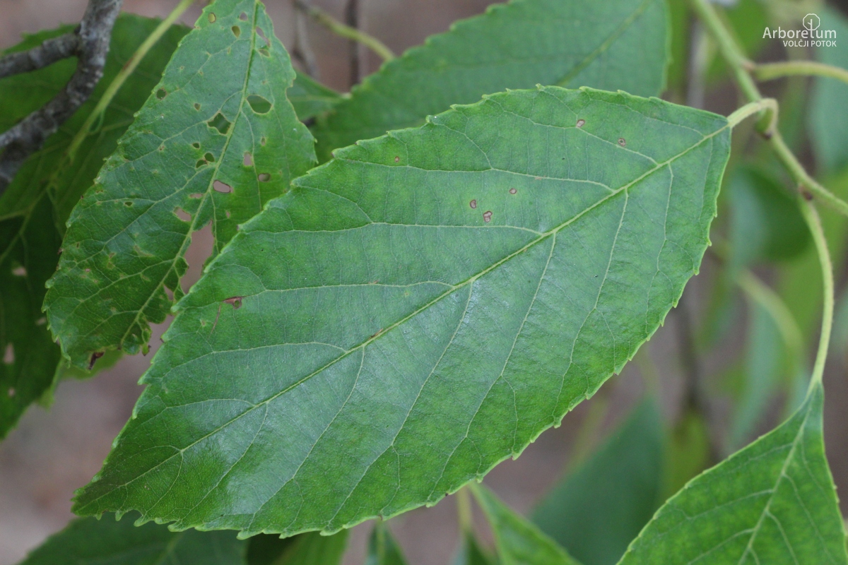 L-8-64_Alnus japonica_l